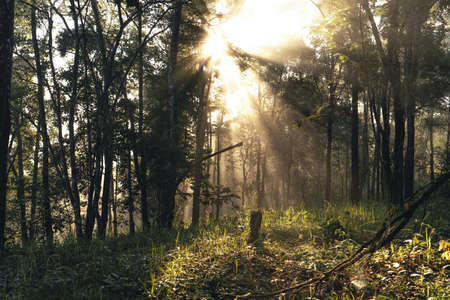 foggy road in rural village in the morning,forest roadの写真素材