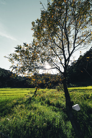 landscape Paddy rice field in asia