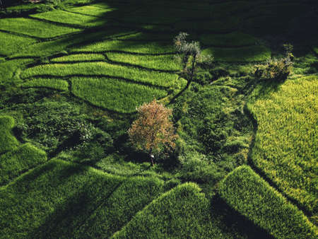landscape Paddy rice field in asiaの写真素材
