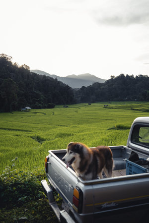 landscape Paddy rice field in asia