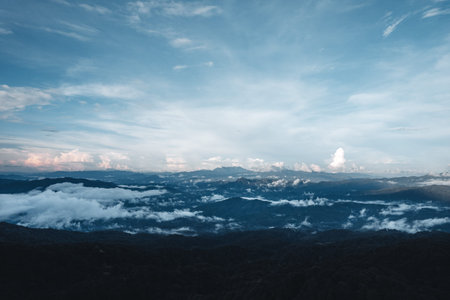 Pine forest in the mountains in the morning form above drone