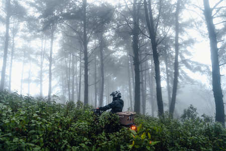 forest pine in asia,Road into the forest on a foggy dayの写真素材