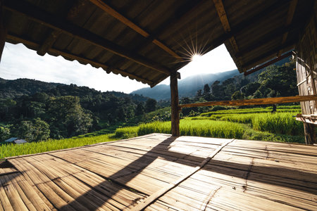 landscape Paddy rice field in asiaの写真素材