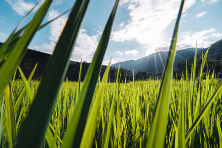 landscape Paddy rice field in asiaの写真素材