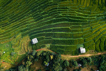 Green rice fields in the rainy season In the countryside