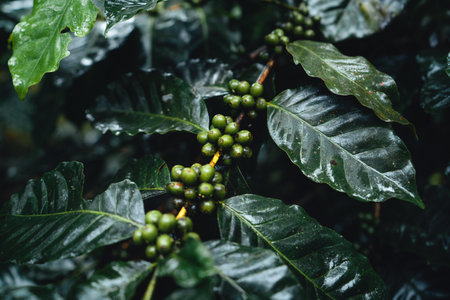 Coffee plantation in the misty forest,coffee plant and raw coffee beans