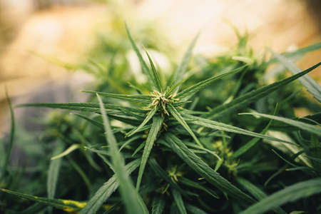 Cannabis sativa grown outdoors,Close-up of marijuana plant growing outdoorsの写真素材