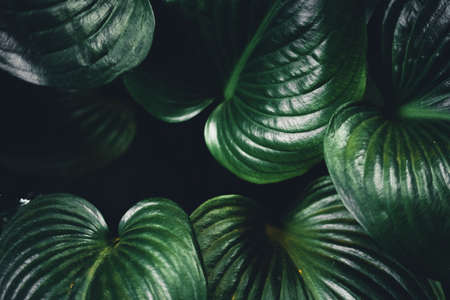 Close-Up Of  Dark green leaves black backgroundの写真素材