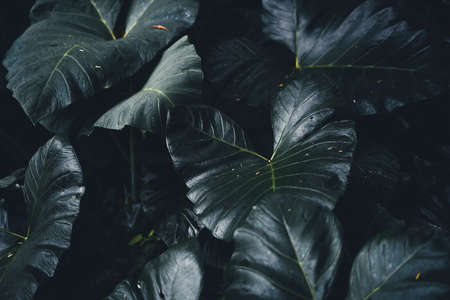 Close-Up Of  Dark green leaves black backgroundの写真素材