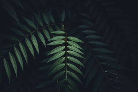 Close-Up Of  Dark green leaves black backgroundの写真素材