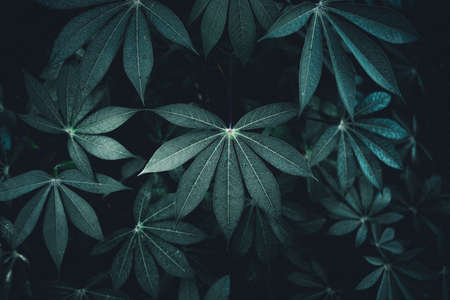 Close-Up Of  Dark green leaves black backgroundの写真素材