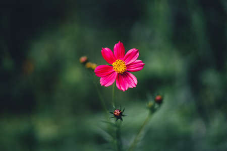Close-Up Of  Dark green leaves black backgroundの写真素材