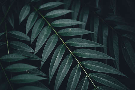 Close-Up Of  Dark green leaves black backgroundの写真素材