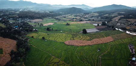 Green rice fields in the rainy season In the countrysideの写真素材