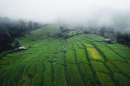 Rice and rice fields on rainy and foggy days in Asiaの写真素材