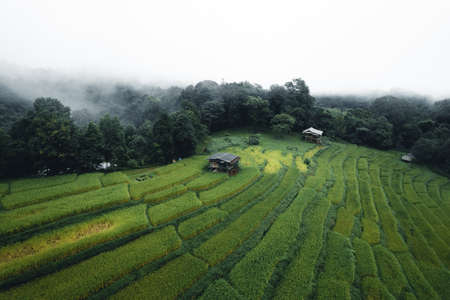 Rice and rice fields on rainy and foggy days in Asiaの写真素材