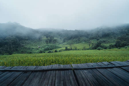 In a hut in a green rice field, rest day,rest in the rainの写真素材