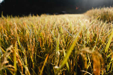 paddy fields,Golden rice fields in the morning before harvestingの写真素材