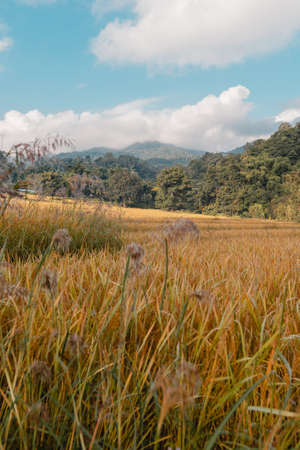 paddy fields,Golden rice fields in the morning before harvestingの写真素材