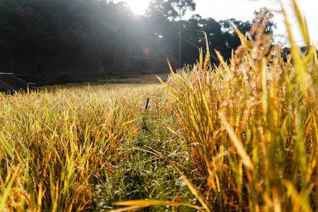 paddy fields,Golden rice fields in the morning before harvestingの写真素材