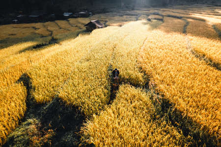 Aerial view of golden rice terrace field in Chiang Mai Thailandの写真素材