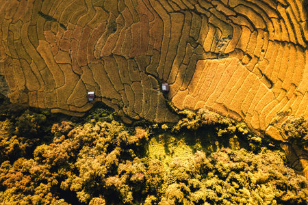 Aerial view of golden rice terrace field in Chiang Mai Thailand