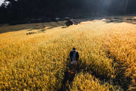 Aerial view of golden rice terrace field in Chiang Mai Thailandの写真素材