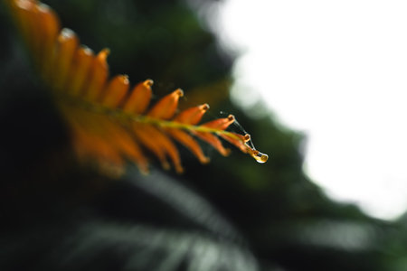 Close-Up Of  Dark green leaves black background