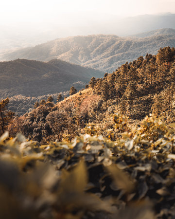 on the mountain during the day,tree on the mountainの写真素材