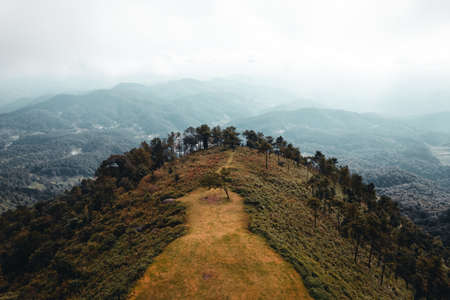 on the mountain during the day,tree on the mountainの写真素材