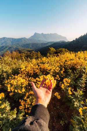 yellow flowers on the mountain in the morning,lower fields on the mountainの写真素材