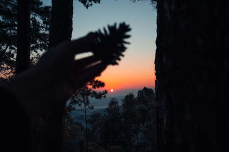 early morning sunrise in the forest,morning sceneryの写真素材