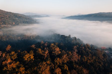 golden morning fog in the forest and the road in the forest