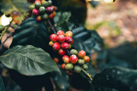 coffee and arabica coffee plantation harvest day in Thailandの写真素材