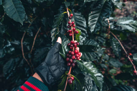 coffee and arabica coffee plantation harvest day in Thailandの写真素材