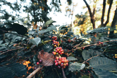 coffee and arabica coffee plantation harvest day in Thailandの写真素材