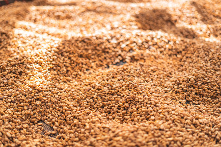 house for drying coffee, natural coffee beans are dried in the greenhouse.Parchment coffee