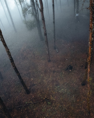 fog in pine forest in winter morningの写真素材
