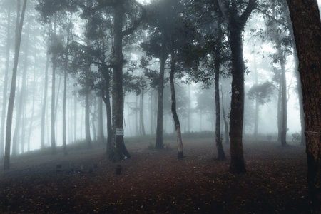 fog in pine forest in winter morningの写真素材