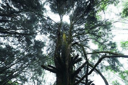 old trees and moss in the rainforest,moss on tree