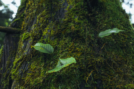 old trees and moss in the rainforest,moss on tree