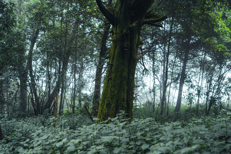 old trees and moss in the rainforest,moss on tree