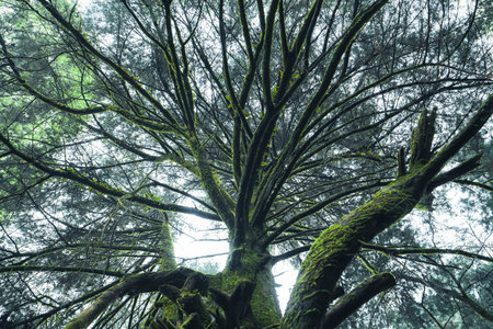 old trees and moss in the rainforest,moss on tree