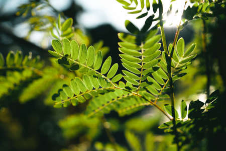 Naturally husked coffee beans in a bamboo tray handmadeの写真素材