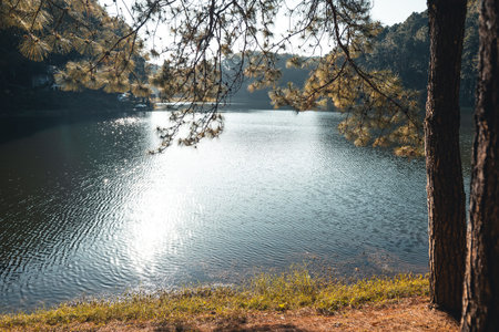 Reservoir and trees in the morning on rest day,nature