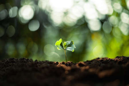 Growth Trees concept Coffee bean seedlings nature background,coffee treeの写真素材