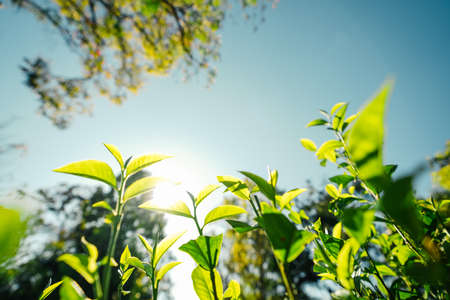 green tea leaves in nature evening light,Close up of new tea leavesの写真素材