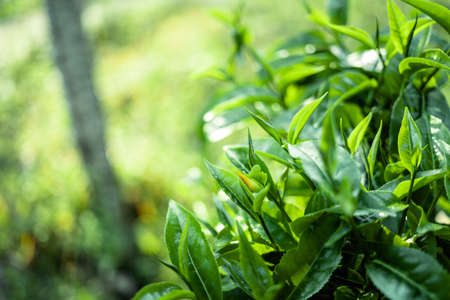 green tea leaves in nature evening light,Close up of new tea leavesの写真素材