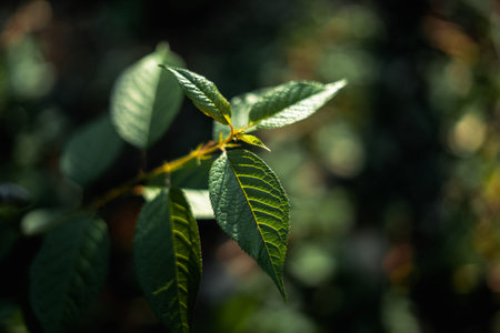 dark leaves in the forest foliage background in nature,fern leaves