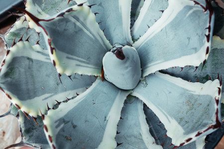Cactus in a small farm at home,cactus in a potの写真素材